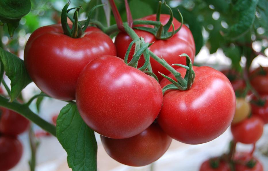 番茄膨果期适宜用什么当底肥好